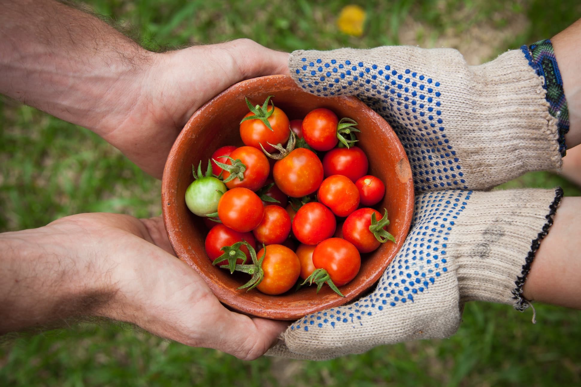 Photo of farmers holding tomatoes by Elaine Casap for Unsplash