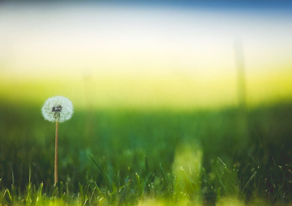 Image of dandelion by Pexels from Pixbay