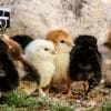 Photo of baby chicks by Michael Anfang for Unsplash