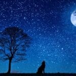 Image of wolf howling to the moon by Pezibear for Pixabay