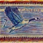 Illustration of Canadian goose by Terry Graff