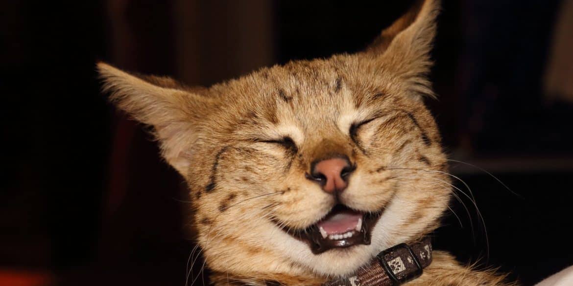 Photo of laughing cat by v10g for Pixabay