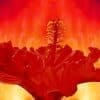 Photo of hibiscus on fire by blende12 for Pixabay