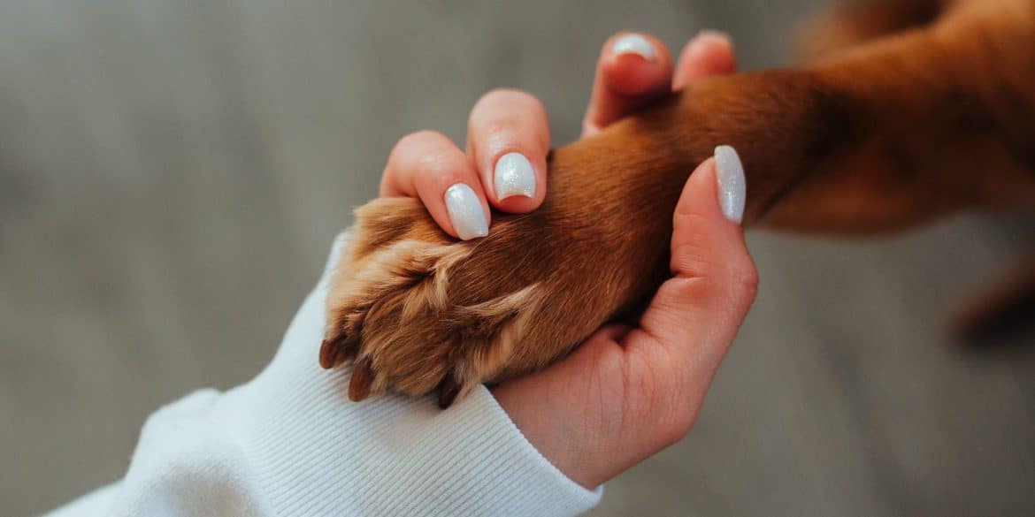 Photo of woman holding dog paw from Pexels by Ivan Babydov