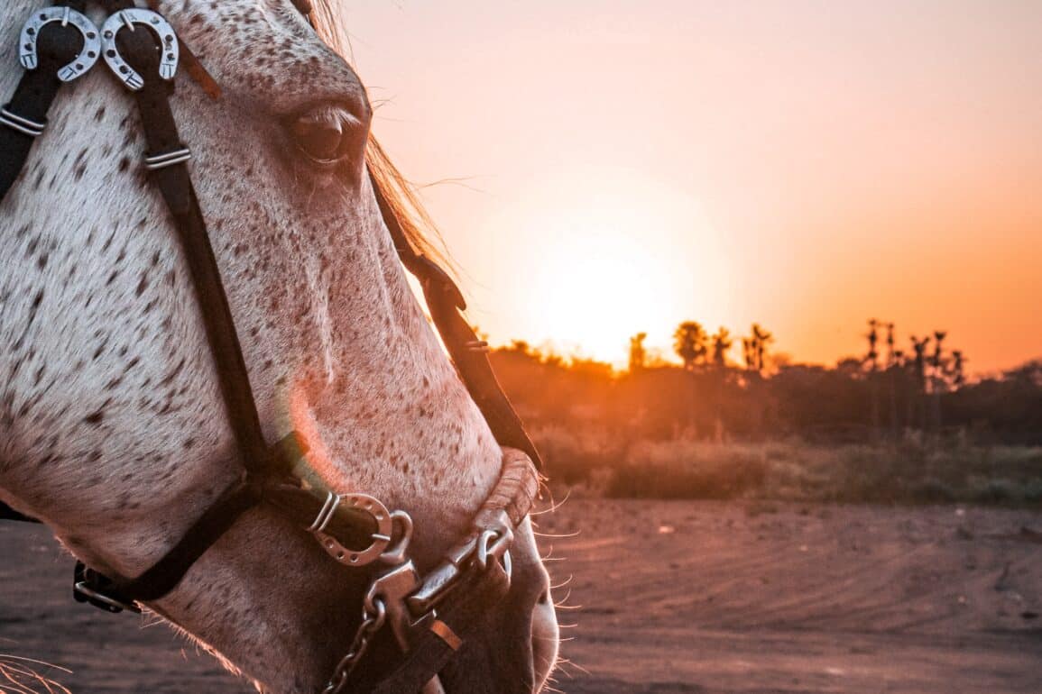 Horse, Therapy: Trauma and Healing in Animals and Humans