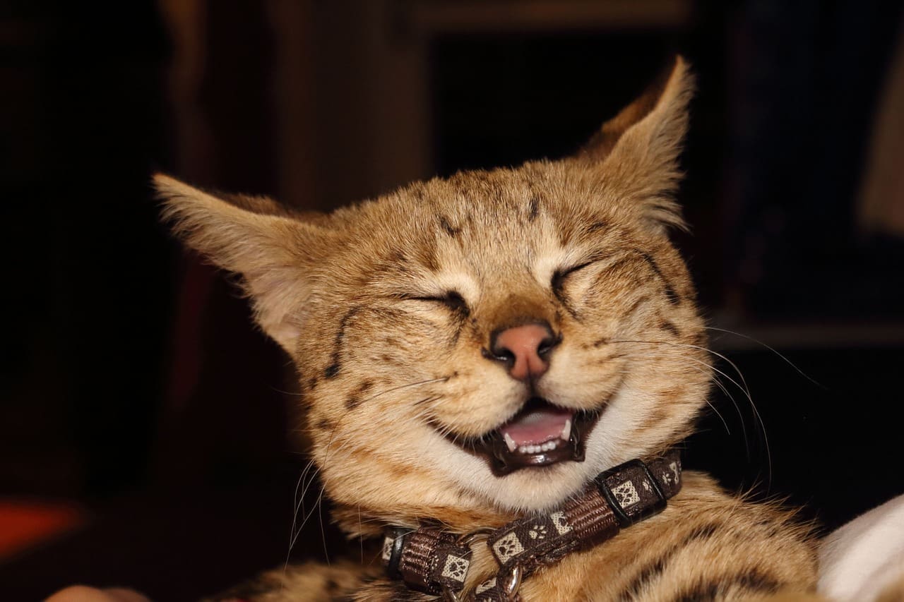 Photo of laughing cat by rawval for Pixabay
