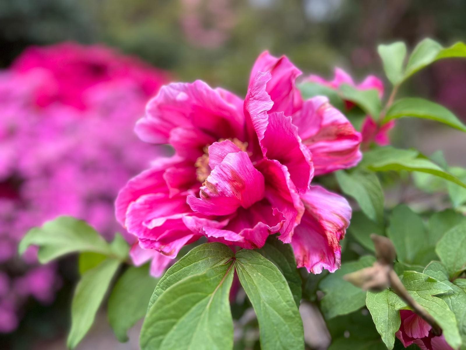 A peony rose in full bloom in the garden