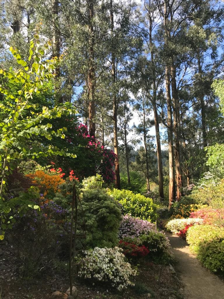 A vista of my dad's garden 